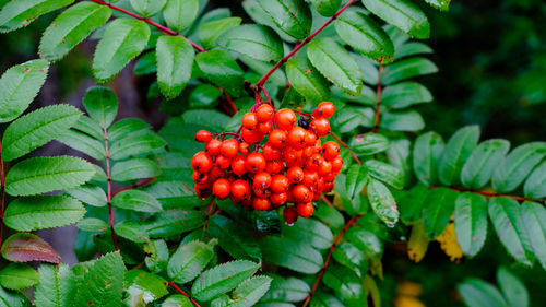 Close-up of cherries on tree