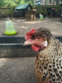 Close-up of rooster