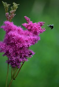 Close-up of insect on pink flower