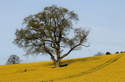 Tree in field against clear sky