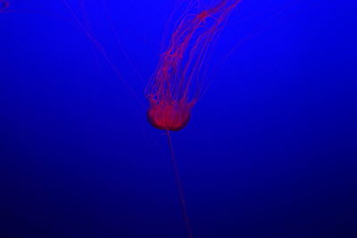 Close-up of jellyfish swimming in blue sea