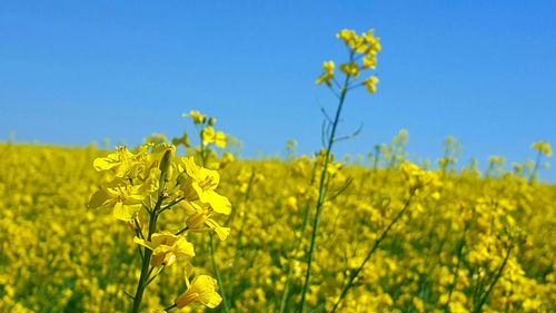 Yellow flowering plants on field against clear sky