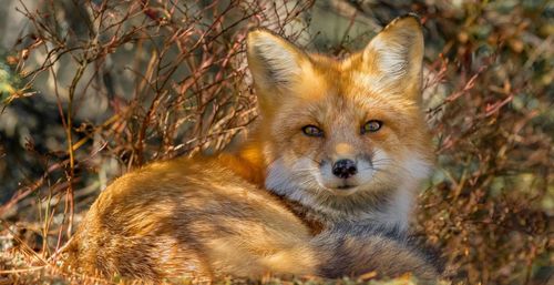 Red fox lies on the ground in the forest.