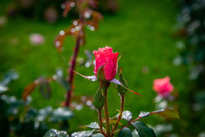 Close-up of wet pink rose