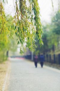 Trees growing by road in park