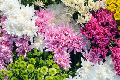 High angle view of pink flowering plants