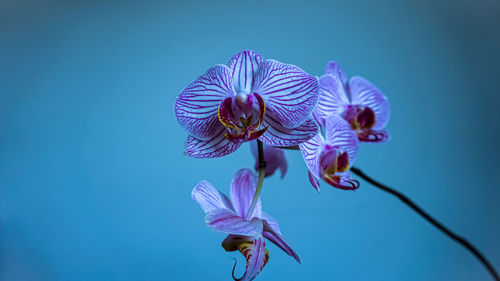 Close-up of purple flowering plant against blue sky