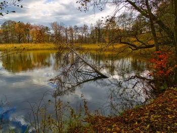 Scenic view of lake in forest during autumn