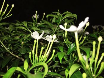 Close-up of white flowers blooming outdoors