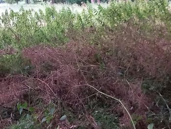 plant