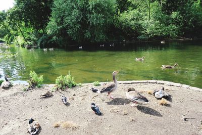Swans on lake against trees