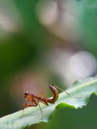 Close-up of insect on leaf