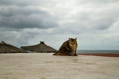 Cat sitting on a land