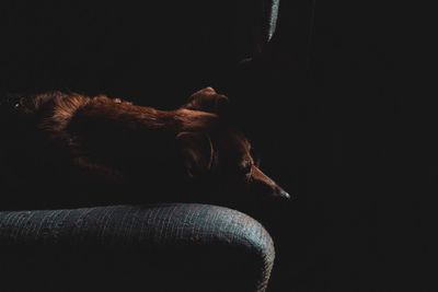 Dog sleeping on sofa at home