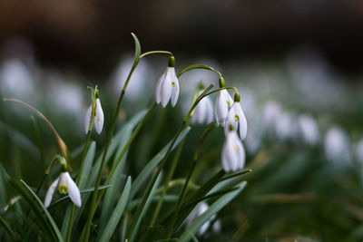 Close-up of white flowering plants on field