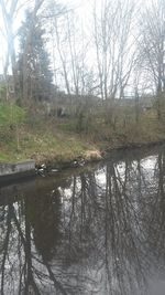 Reflection of trees in lake