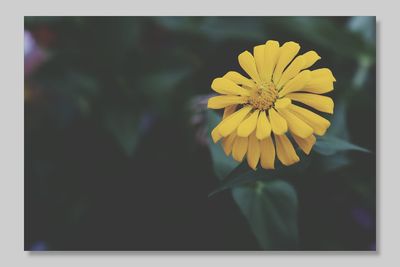 Close-up of yellow flower blooming outdoors