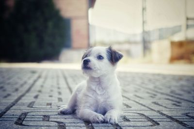 Portrait of a dog looking away