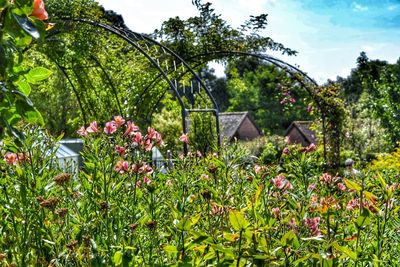 View of flowers in garden