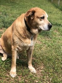 Dog looking away on field