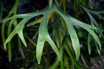 Close-up of green leaves