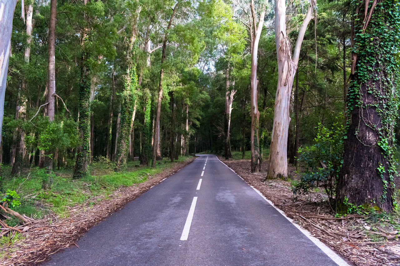 VIEW OF ROAD ALONG TREES