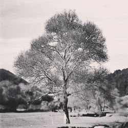 tree