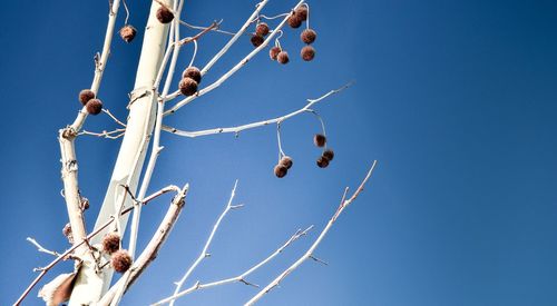 Low angle view of clear blue sky