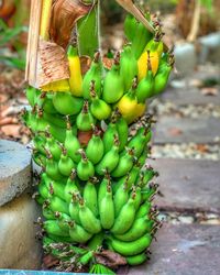 Close-up of bananas on plant