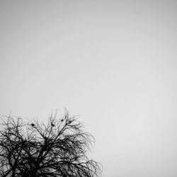 Low angle view of bare tree against clear sky