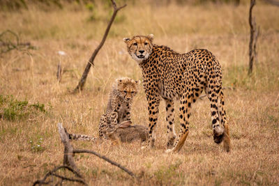 Cheetahs by hare on grassy field in forest