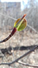 Close-up of plant