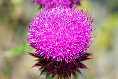 Close-up of thistle flower