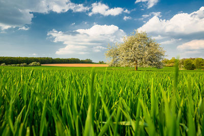 Scenic view of agricultural field against sky