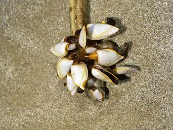 High angle view of shells on sand