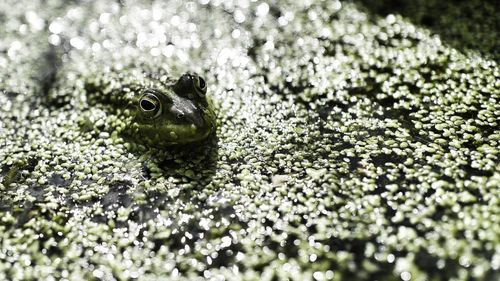 Close-up of frog on land