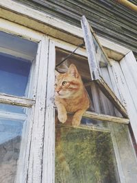 Low angle view of a cat looking through window