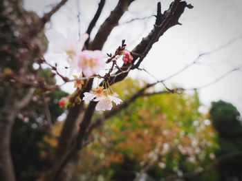 Close-up of flowers on tree