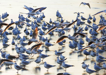 High angle view of seagulls flying
