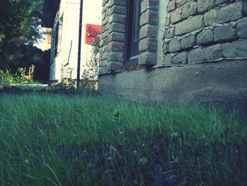 Surface level of grass in front of building