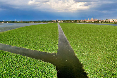 Mantua lake aerial view,lotus flowers field in the foreground