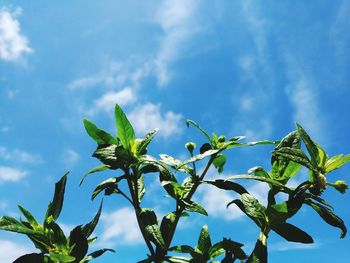 Low angle view of plant against sky