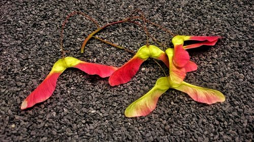 Close-up of fallen leaves