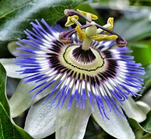 Close-up of purple flowers