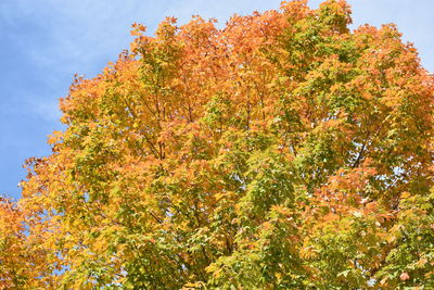 Low angle view of autumn tree against sky