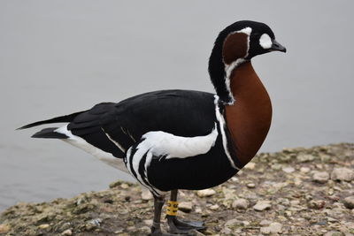 Close-up of bird on rock