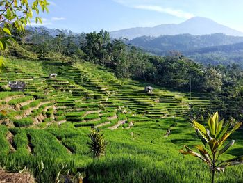 Scenic view of rice field against sky