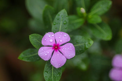 Close-up of wet pink flower