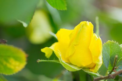 Close-up of yellow flowering plant