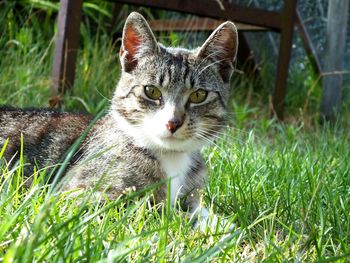 Portrait of cat on grass